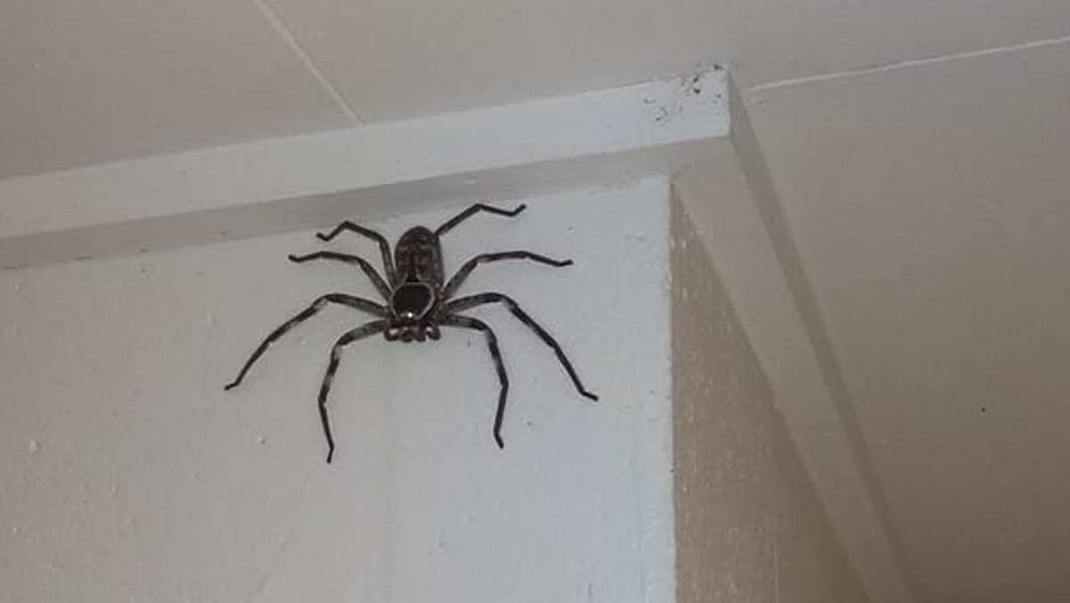 Huntsman-Spinne im Keller