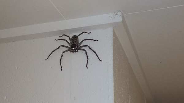 Huntsman-Spinne im Keller - Foto: Facebook / Jake Gray