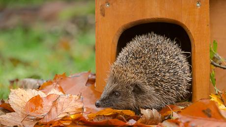 Igel vor Igelhaus im Garten - Foto: iStock/Anne Coatesy