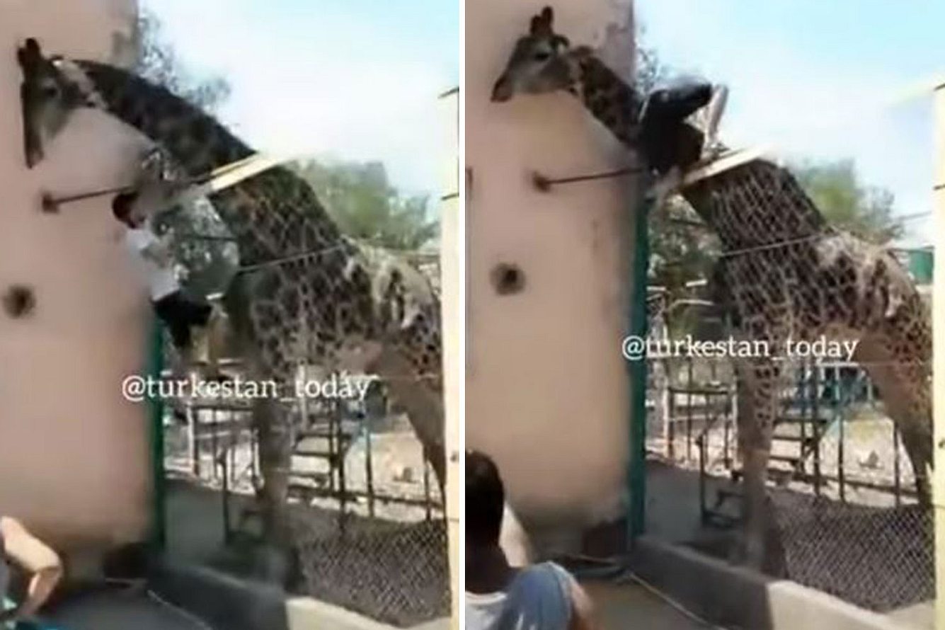 Im Zoo: Betrunkener steigt über Zaun, um eine Giraffe zu reiten - Fehler! Mann klettert in Giraffen-Gehege