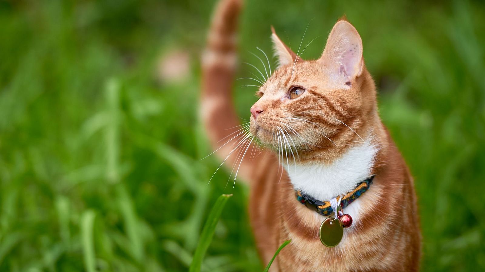 Katze bringt Besitzern HorrorKreatur nach Hause Männersache