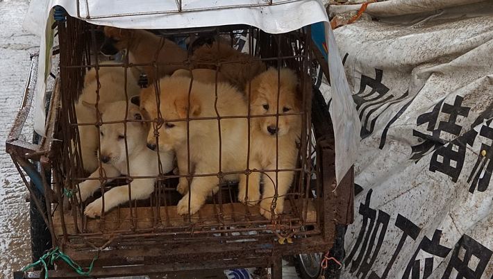 Corona: Erste Stadt in China verbietet Verzehr von Hunde- und Katzenfleisch