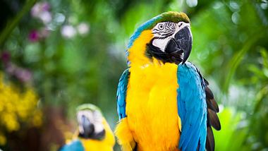 Papageien - Foto: iStock/TommL