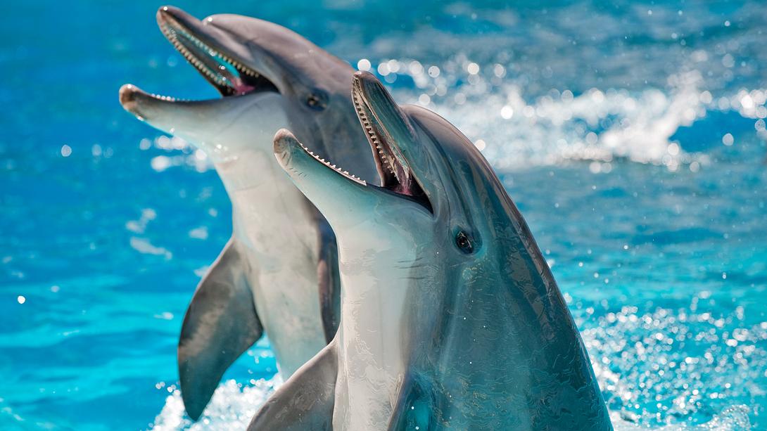 Wegen Corona: Delfine kehren in italienische Häfen zurück