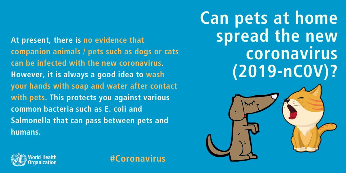 Coronavirus Hunde Katzen