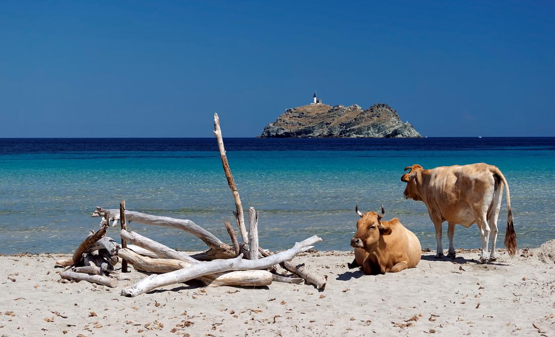 Kühe am Strand von Korsika