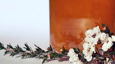 Manuka Honig mit einem Zweig Südseemyrte
