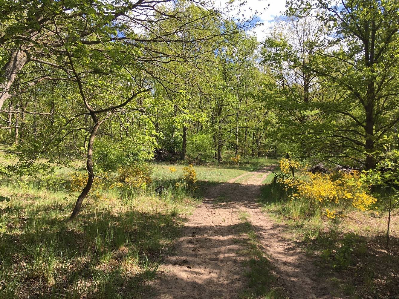 Döberitzer Heide