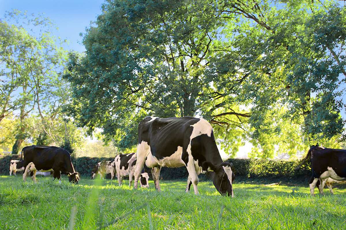 Kühe auf Baileys-Farm nahe Wicklow