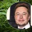 Elon Musk liefert Cannabis