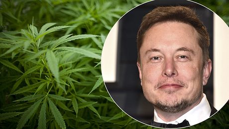 Elon Musk liefert Cannabis