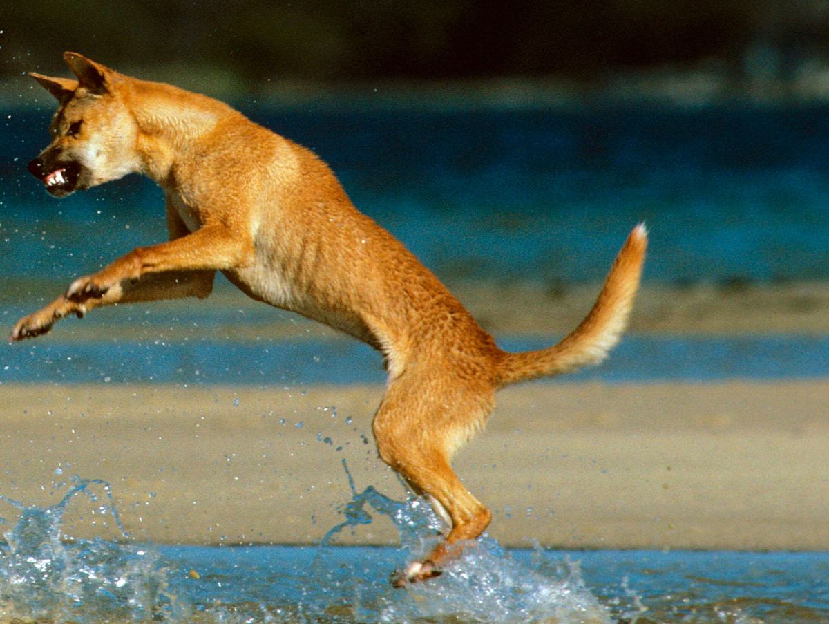 Dingo im Sprung aus dem Wasser