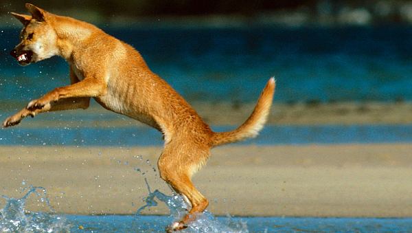 Dingo im Sprung aus dem Wasser - Foto: IMAGO / Ardea