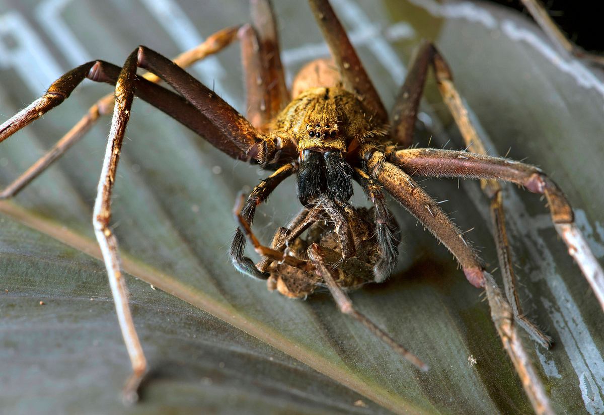 Riesenkrabbenspinnen (Sparassidae)