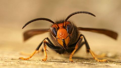 Asiatische Hornisse - Foto: IMAGO / Pond5 Images