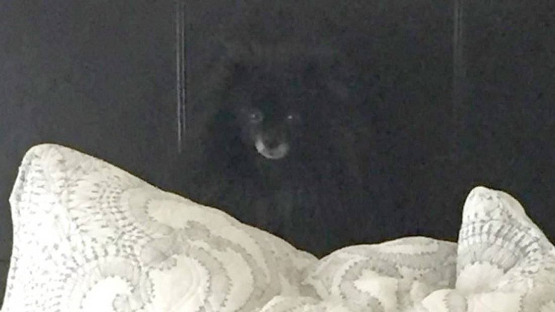 Na, hast du den kleinen Hund in diesem Bild entdeckt?