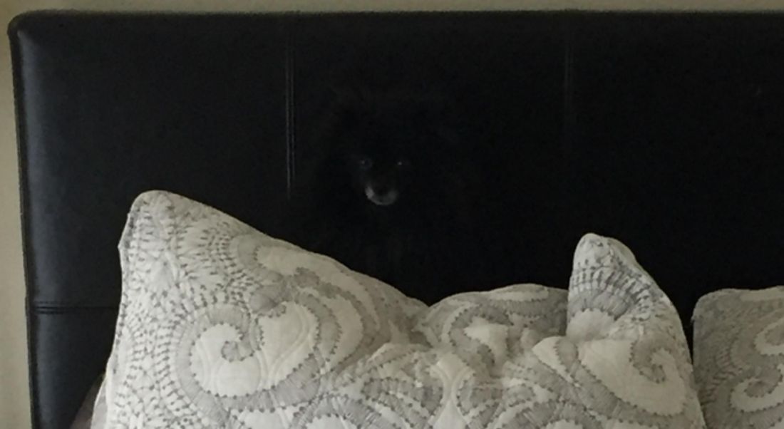Wo soll sich hier denn bitte ein Tier verstecken?