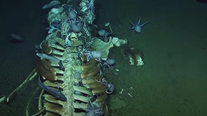 In den Tiefen des Meeres - Foto: YouTube / EVNautilus