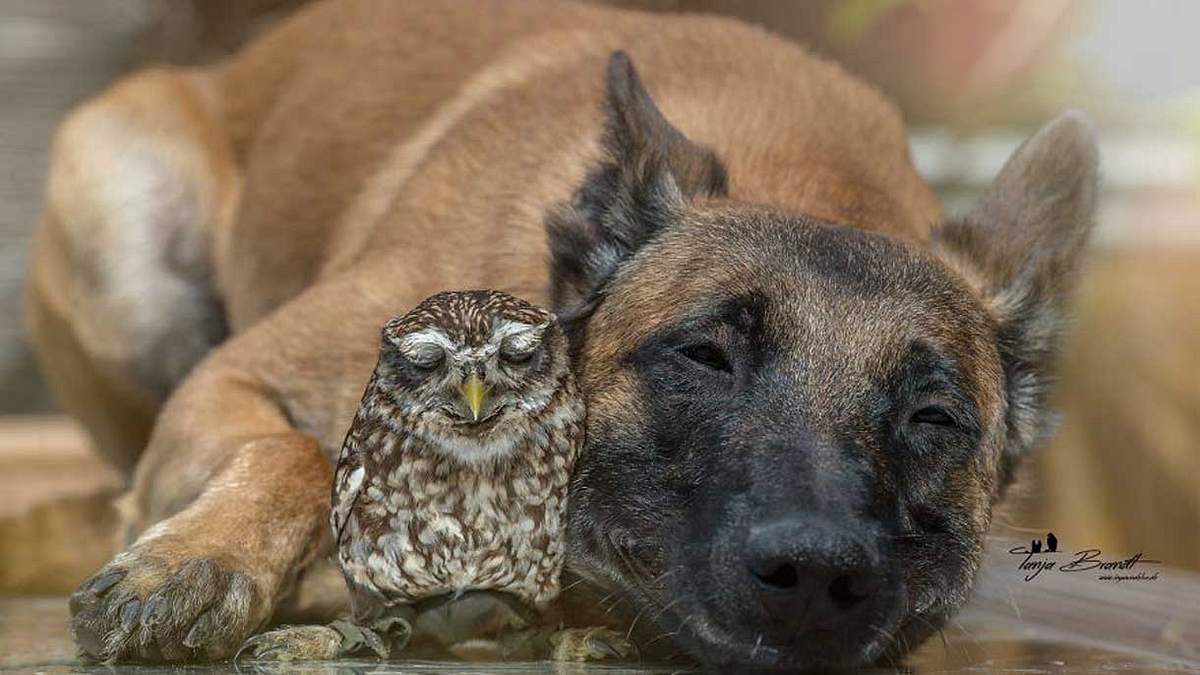 Die unglaubliche Geschichte einer Freundschaft