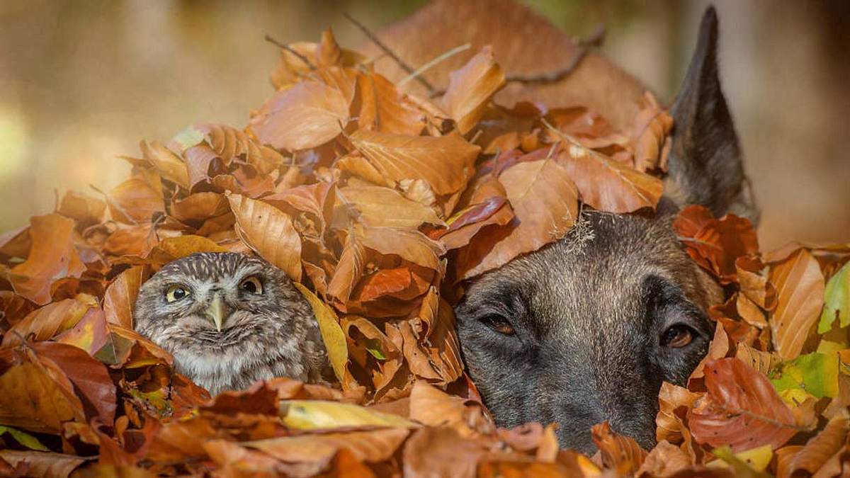 Die unglaubliche Geschichte einer Freundschaft