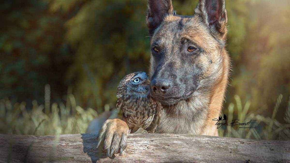 Die unglaubliche Geschichte einer Freundschaft