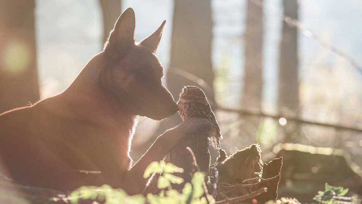 Die unglaubliche Geschichte einer Freundschaft