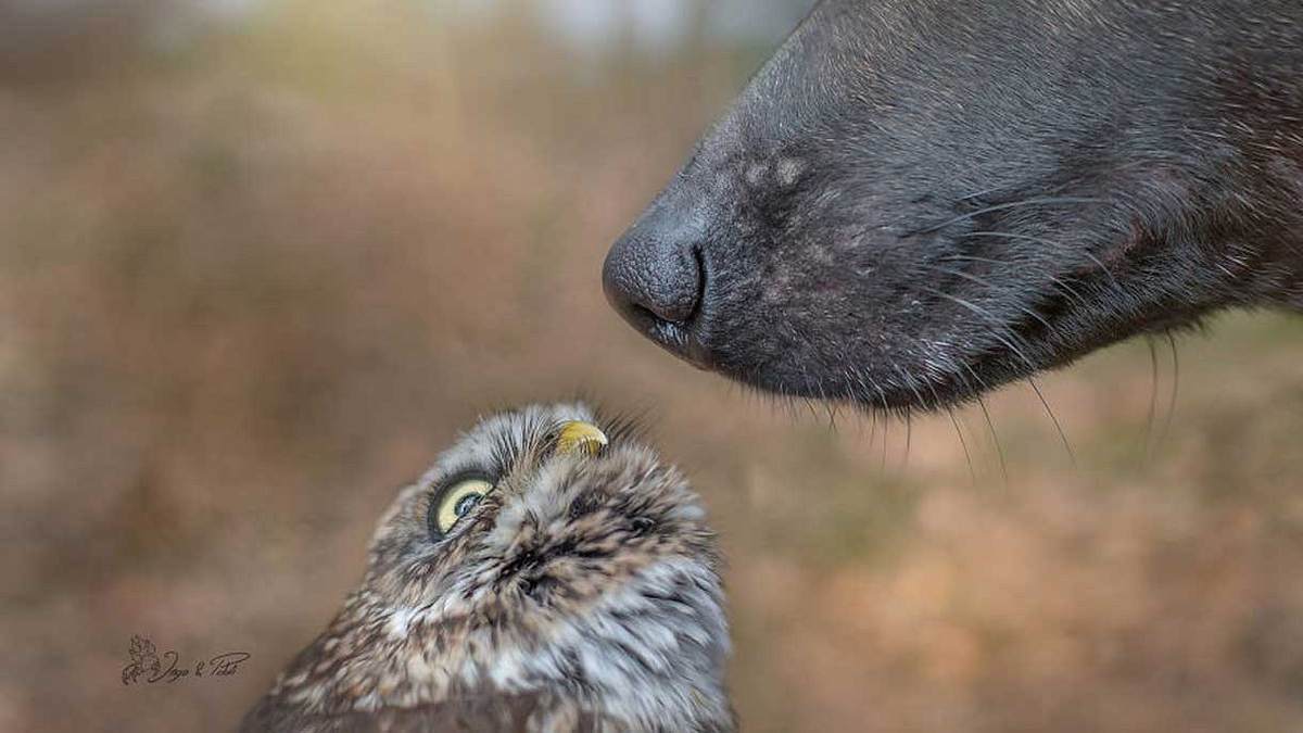 Die unglaubliche Geschichte einer Freundschaft