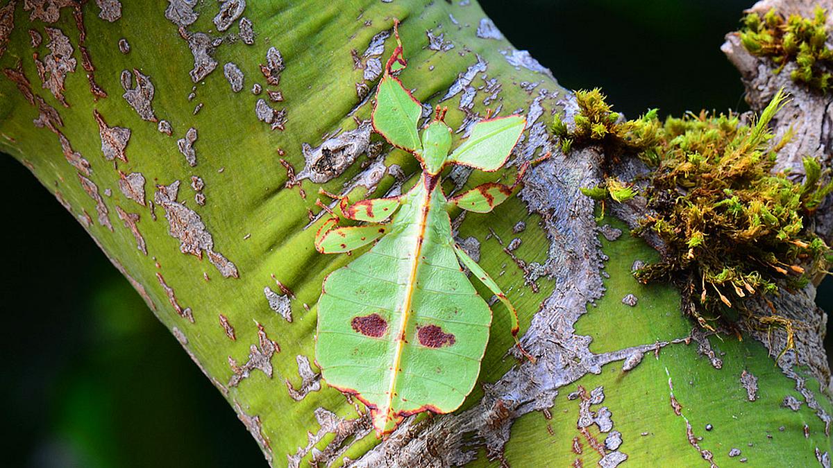 Sich als Blatt tarnendes Insekt