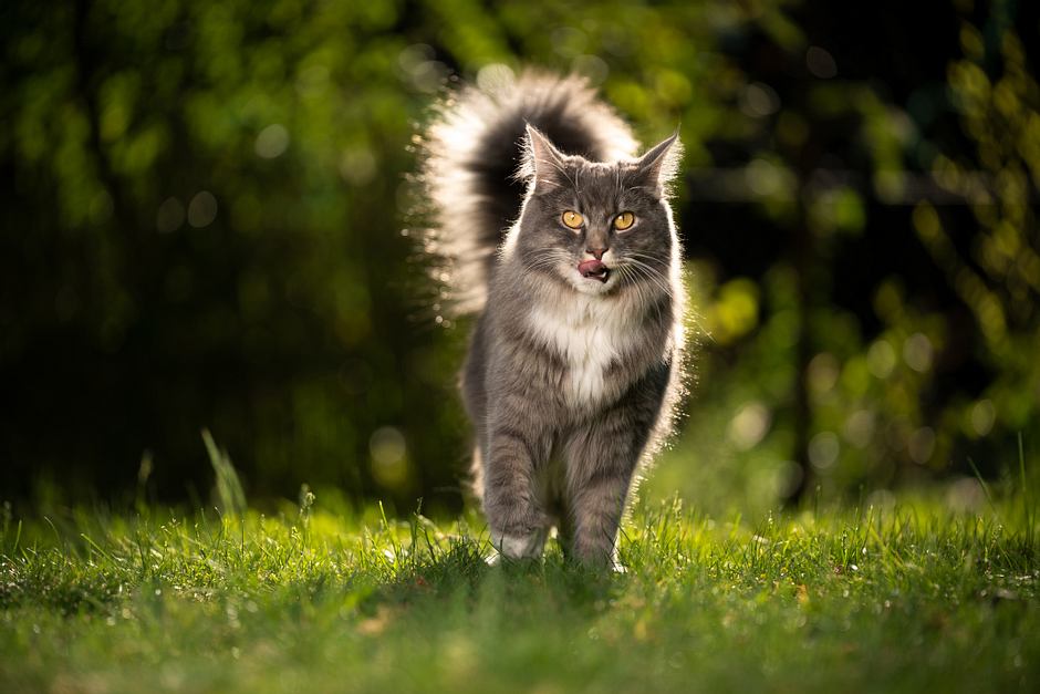 Anzeichen Dass Deine Katze Dich Töten Will