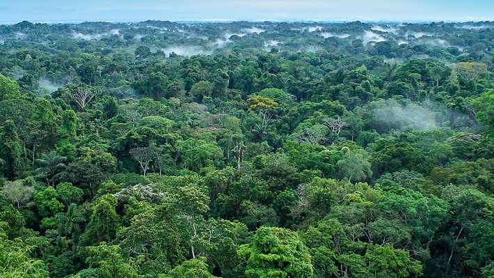 Amazonas Luftaufnahme - Foto: iStock / Maris Maskalans