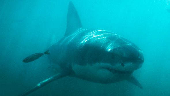 Weißer Hai - Foto: iStock/Yuri