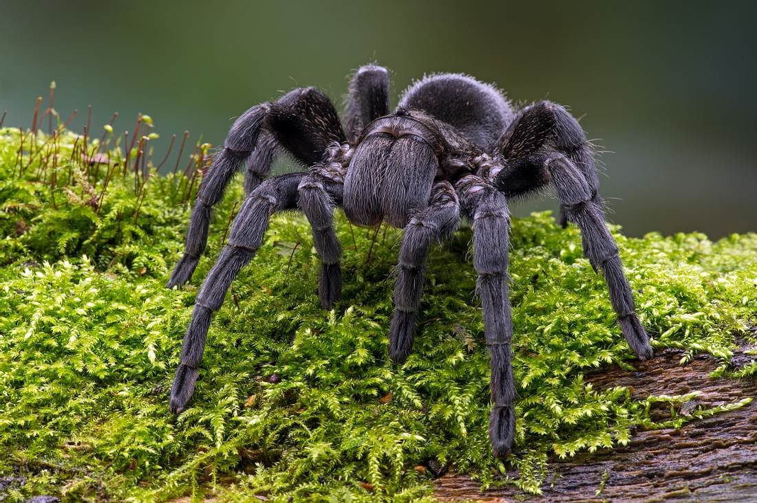 Vogelspinne