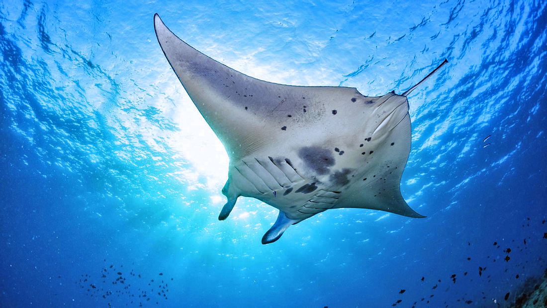 Das größte Hirn unter den Fischen: Der Mantarochen Das größte Hirn unter den Fischen: Der Mantarochen