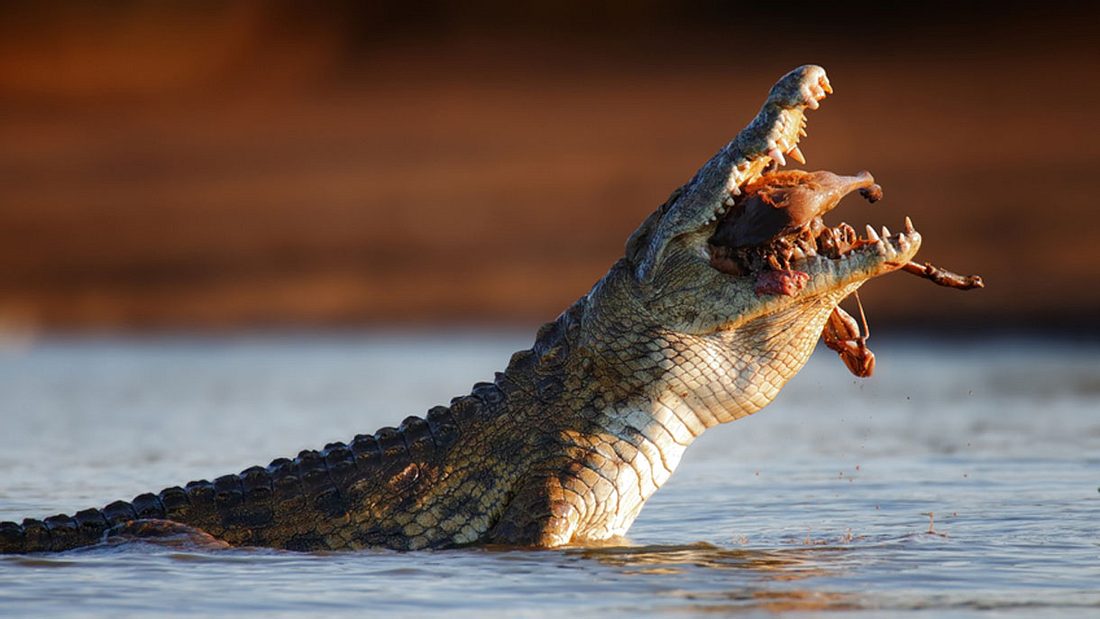 Das Krokodil gewinnt fast jeden Kampf auf Leben und Tod Das Krokodil gewinnt fast jeden Kampf auf Leben und Tod