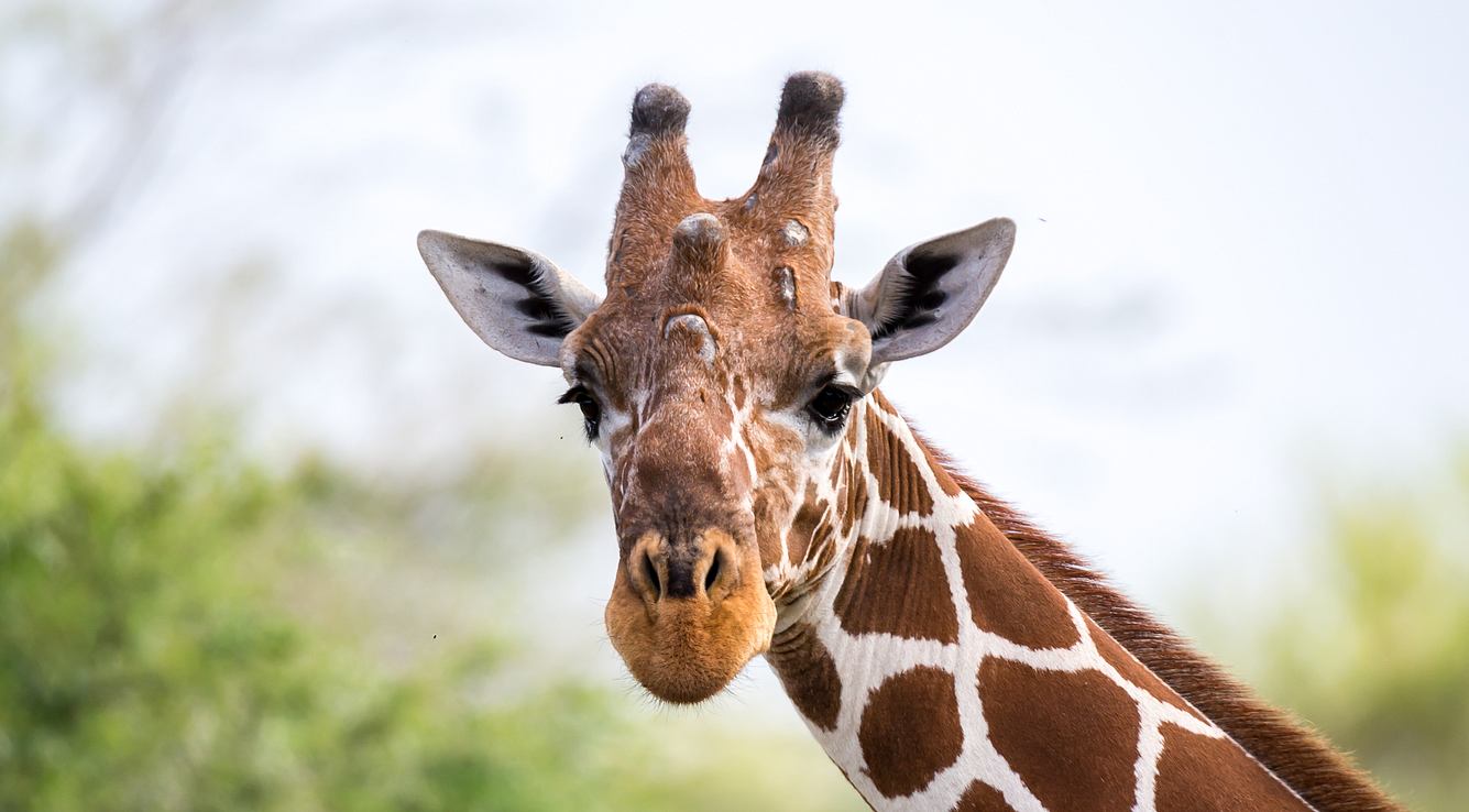 Tierschützer flippen aus: Jägerin posiert stolz mit Giraffenherz Giraffe