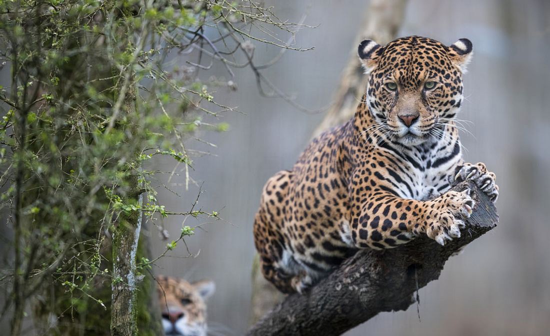 Frau will Selfie mit Jaguar machen - nun könnte das Tier erschossen