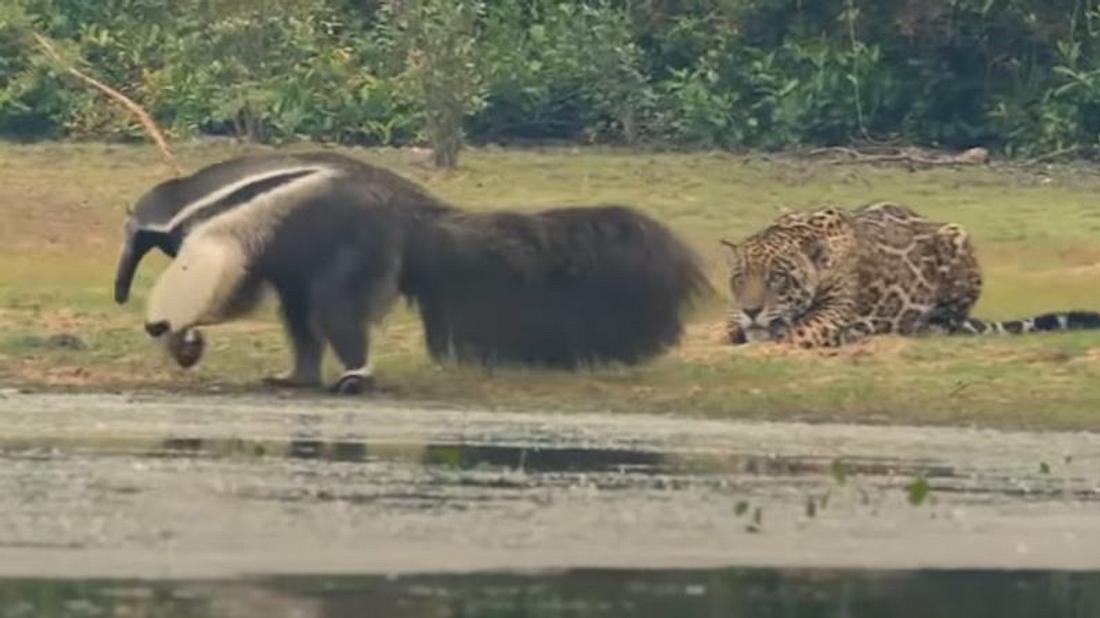 Jaguar trifft auf Ameisenbär
