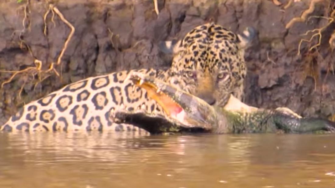 Jaguar jagt Caiman