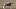 Asiatische Riesenhornisse: Die größte Hornisse der Welt - Foto: iStock / Kagenmi