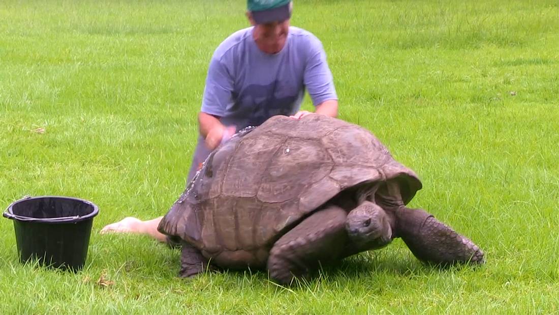 Jonathan, die älteste Schildkröte der Welt