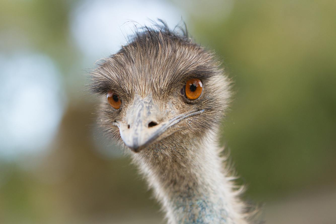Jugendliche brechen in Zoo ein und verprügeln zahmen Felix mit Besenstiel Emu