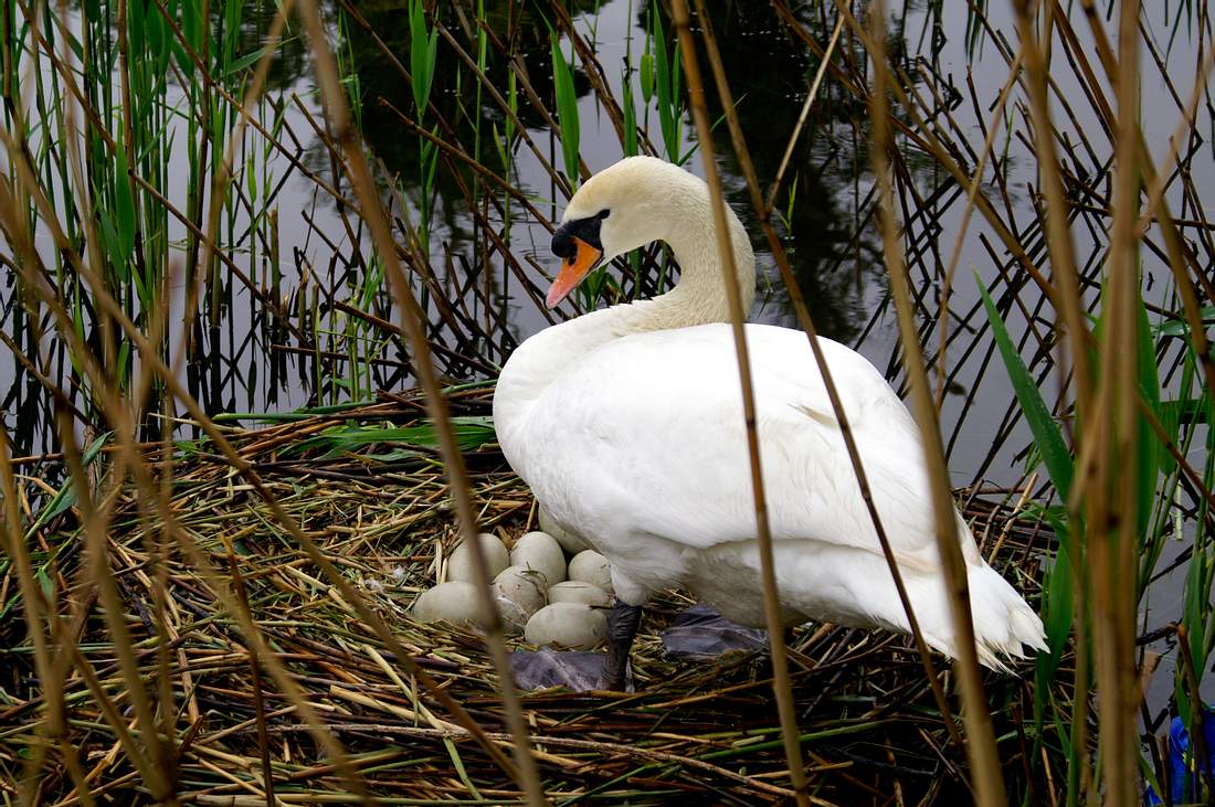 Jugendliche treten Nest und Eier kaputt: Schwan stirbt an gebrochenem Herzen Schwan an seinem Nest