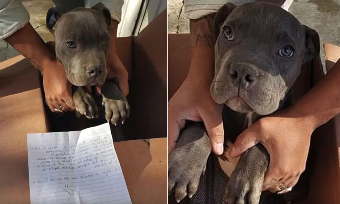 Junge bringt Hundewelpen ins Tierheim, um ihn vor seinem Vater zu schützen Hund im Karton