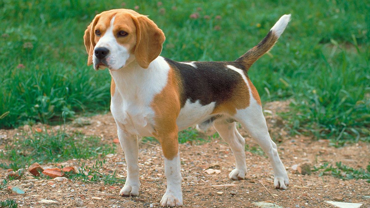 Junger Beagle