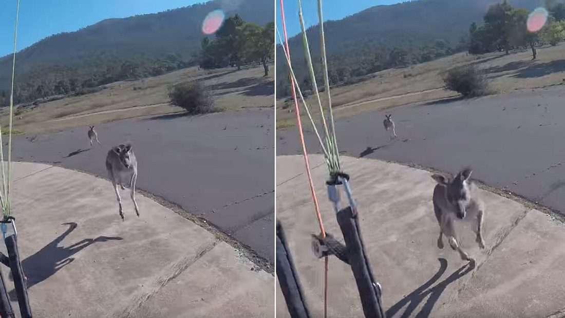 Känguru attackiert Extremsportler. Känguru attackiert Extremsportler.
