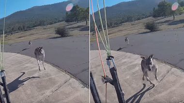 Känguru attackiert Extremsportler. - Foto: YouTube/ViralHog