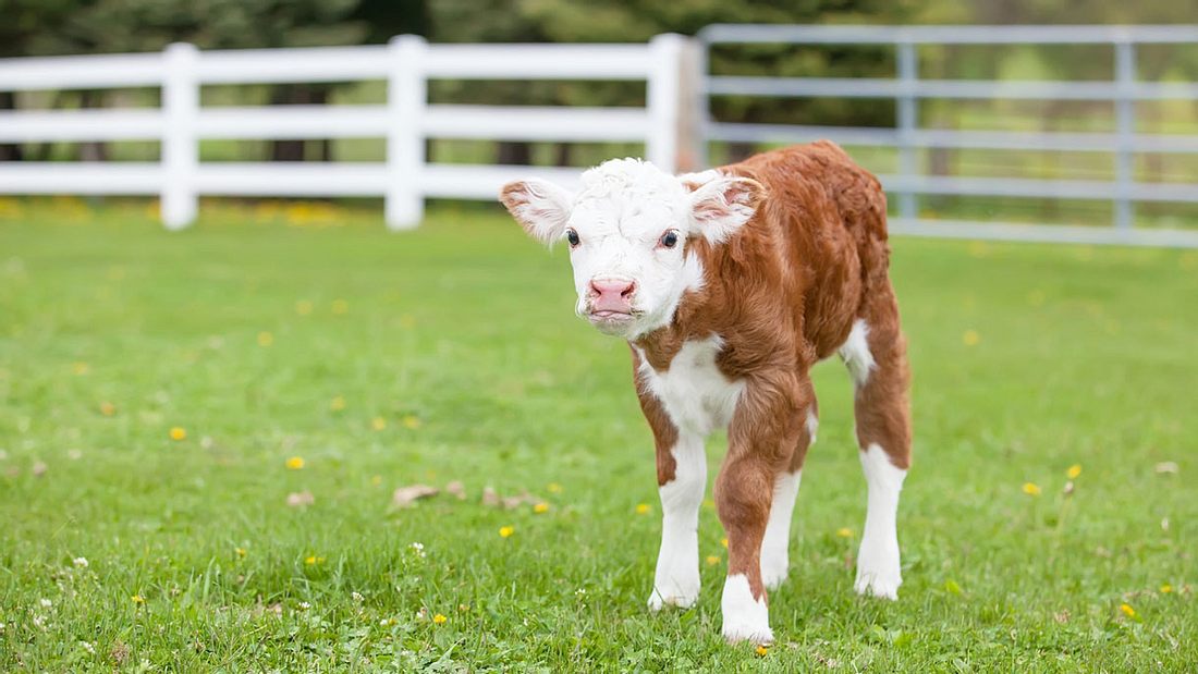 Ein kleines Kalb Ein kleines Kalb