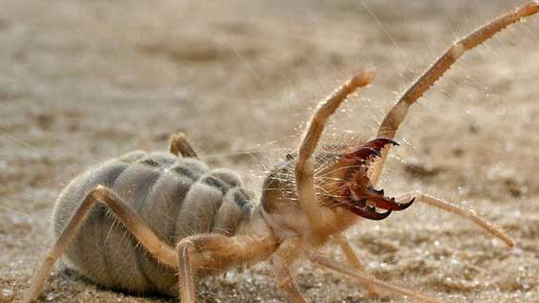 Die Kamelspinne: Halb Spinne, halb Skorpion