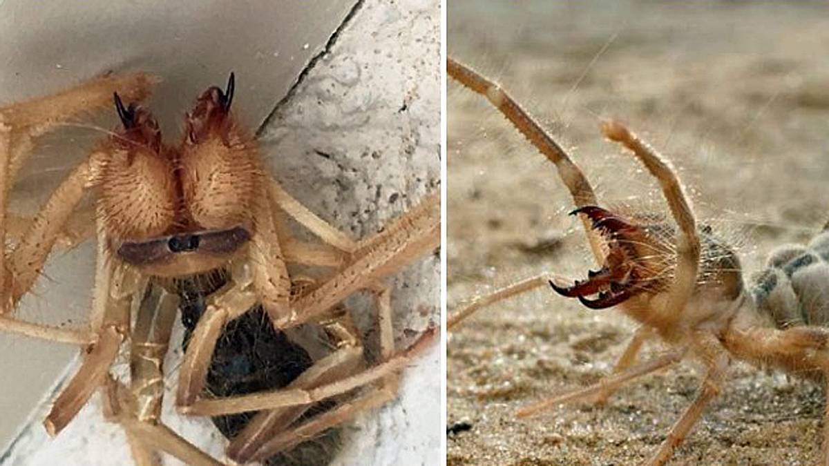 Die Kamelspinne: Ein Hybrid aus Spinne und Skorpion