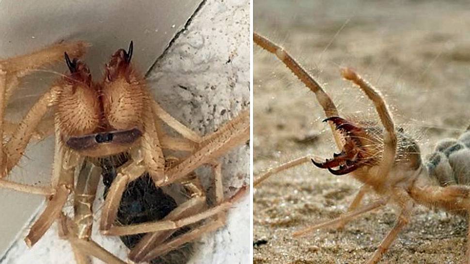 Die Kamelspinne: Ein Hybrid aus Spinne und Skorpion - Foto: Viral Thread